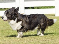 Cardigan Welsh Corgi thumbnail